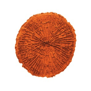 Circular tree texture